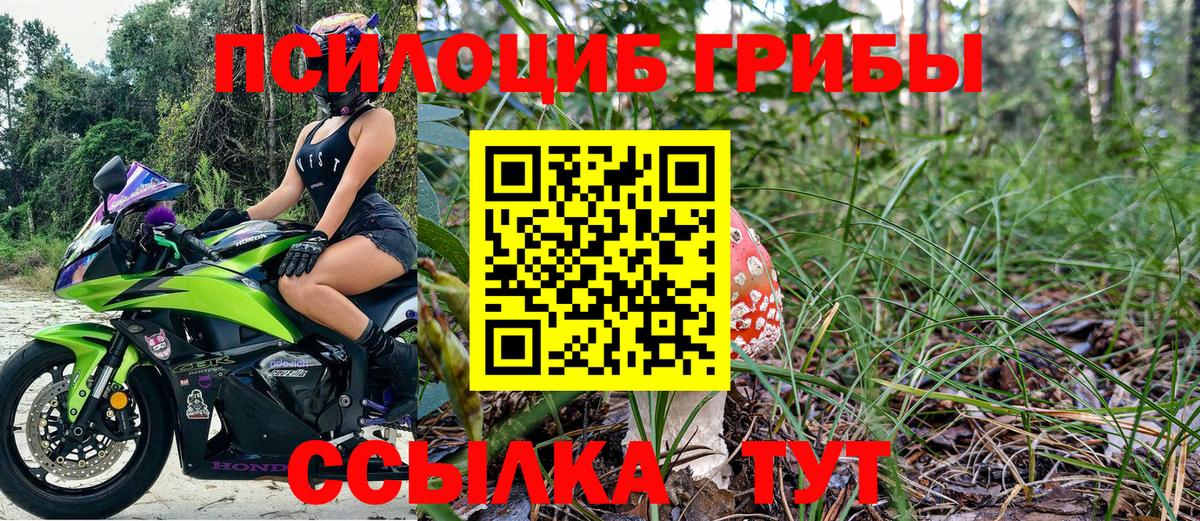 Галлюциногенные грибы Psilocybine cubensis Чернушка